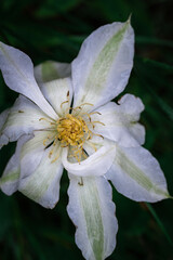 Close-up white clematis flower on a dark natural background