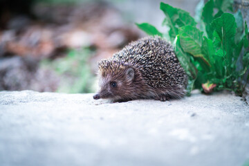 Close-up little hedgehog in home garden