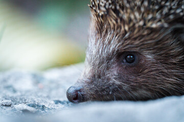 Close-up little hedgehog in home garden