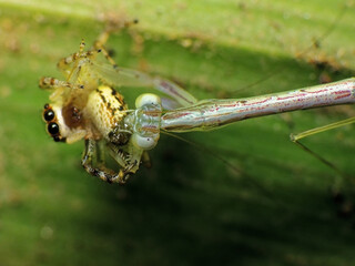 close-up of praying mantis caught the spider