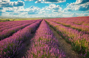Naklejka na ściany i meble Beautiful lavender field against blue cloudy sky. Fields with blooming flowers