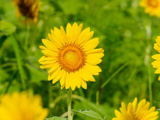 夏を感じさせるヒマワリ