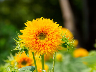 ちょっと珍しいヒマワリの花