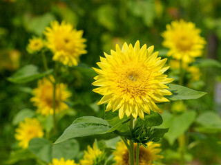 ちょっと珍しいヒマワリの花