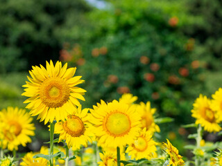 夏らしいヒマワリの花