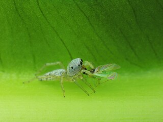 close-up of insects on the leaf