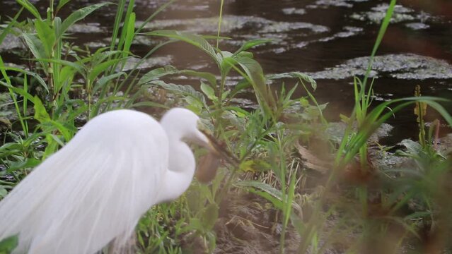 Large egret (eastern great egret) catching and eating a fish (loach) in the river.