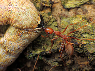 close-up of weaver ants colony caught the othe insects
