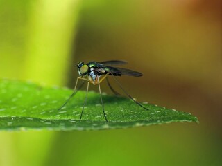 close-up of the fly on leaf