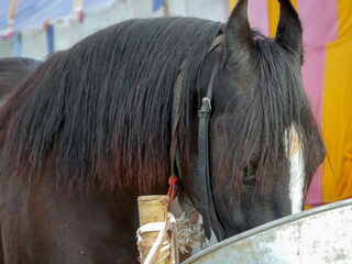 Horse Close up Picture. Indian Horses breed closeup. © Azad Jain