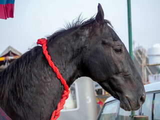 Horse Close up Picture. Indian Horses breed closeup.