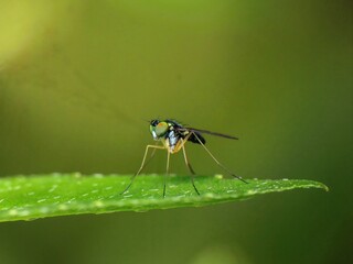 Fototapeta premium close-up of the fly on leaf