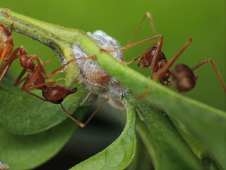 close-up of weaver ants colony caught the the insects