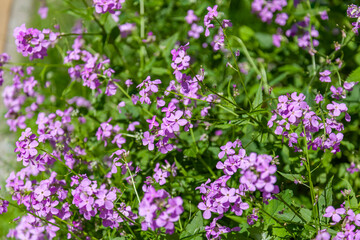  The picturesque flowers blossoms on a bed in the public city square