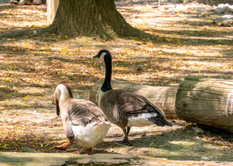 A couple of geese are on a walk