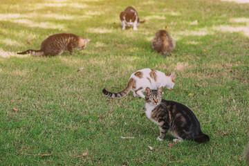 a pack of hungry cats are fed in the city park on the lawn