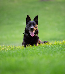 Beauty close up with Belgian Shepherd dog resting at sunset in natural park.