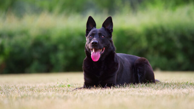 Close-up with Belgian Shepherd dog sitting on lawn and looking away