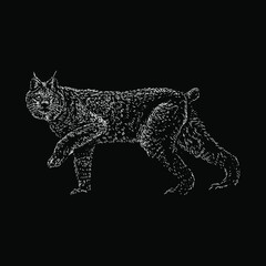 Canada Lynx hand drawing vector illustration isolated on black background