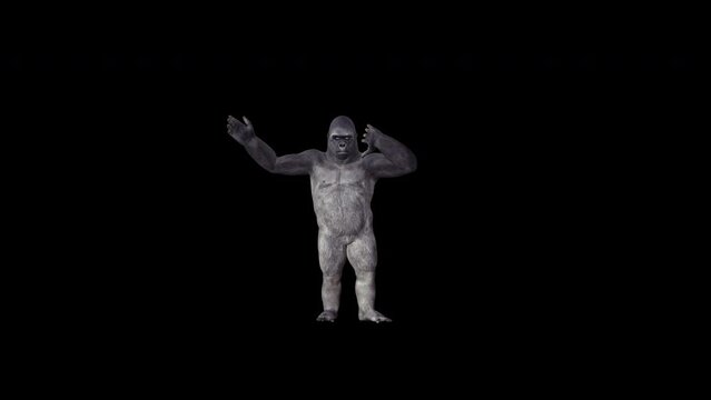 Gorilla 4K Macarena Dance animation.3840&times;2160.19 Second Long.Transparent Alpha