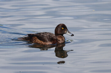 Tufted duck