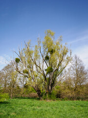 Fototapeta na wymiar arbre à l'arboretum de Chèvreloup dans les Yvelines en France