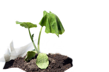 withered leaves of pumpkin plant planted in bags in the ground on a white background