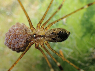 close-up of insects on the leaf