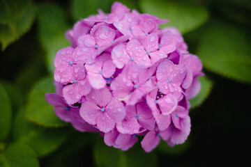 Beautiful hydrangea after the rain