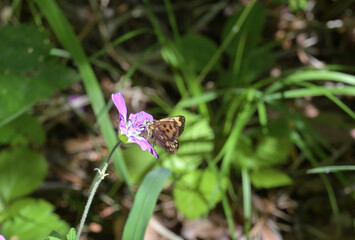 A butterfly sits on a forest flower on a summer day