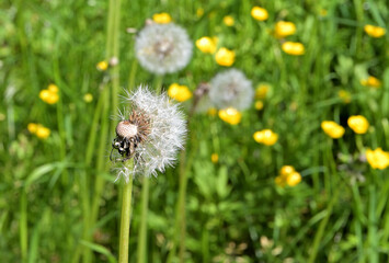  in a forest clearing on a summer day