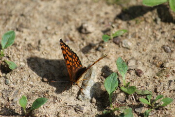 papillon