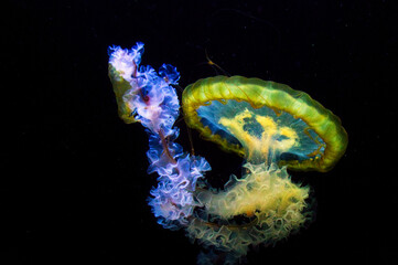 jellyfish floating in aquarium isolated shown. long tentacles. Marine animal.