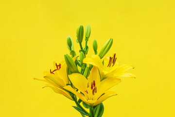yellow lily flowers close-up on a yellow background