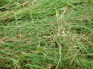 Grass grain in india, fresh crop grains harvested.