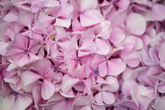 Large flowerheads of hydrangea or hortensia, beautiful plant valued both for cultivation in gardens and cut for bouquets, pretty close-up background shot of the pastel pink petals with selective focus