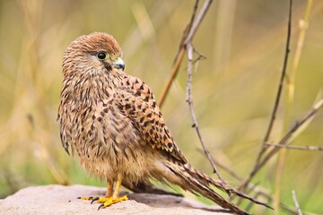 Common Kestrel (Falco tinnunculus) is a bird of prey that spreads on all continents in the world.