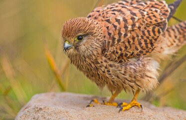 Common Kestrel (Falco tinnunculus) is a bird of prey that spreads on all continents in the world.
