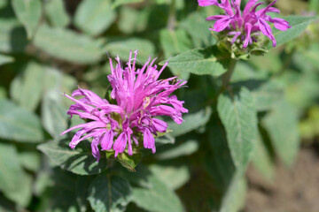 Bee balm Balmy Lilac