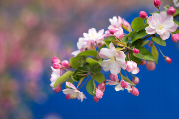 Fototapeta na wymiar Begonia flowers in the spring