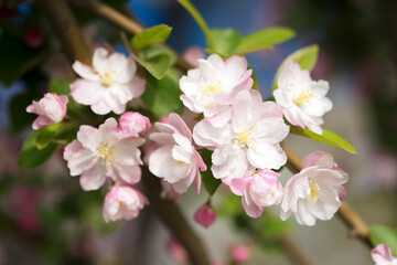 Begonia flowers in the spring