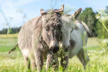 Tuinposter Cute portrait of a dwarf donkey in summer on a wildflower pasture outdoors © Annabell Gsödl
