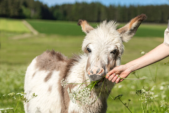 Cute portrait of a dwarf donkey in summer on a wildflower pasture outdoors