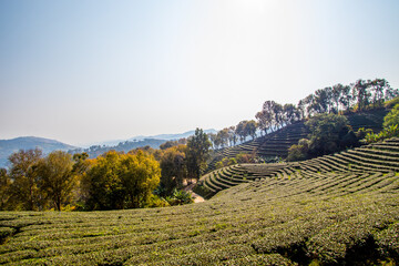 Gardens of the 101 Tea Plantation,Doi Mae Salong,Chiang Rai province,Northern Thailand.
