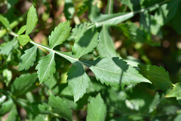 Bristly Yellow Cephalaria