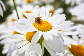 Bee and flower. Close up of a bee collects honey on a daisy flower on a sunny day.