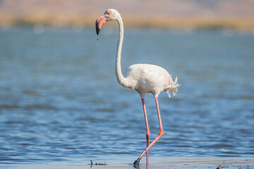 Greater Flamingo (Phoenicopterus roseus) usually lives at the Izmir Bird Paradise İn Turkey. Flamingos are wetland birds.