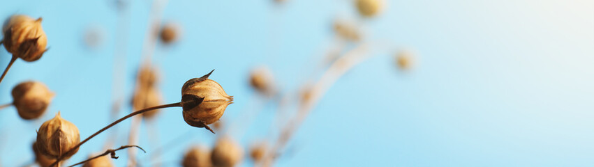 Beautiful dry flax plants against blurred background, closeup view with space for text. Banner...