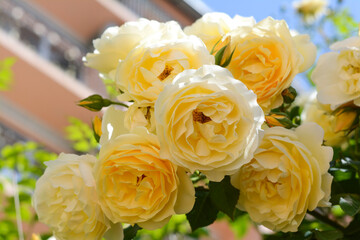Closeup view of blooming rose bush with beautiful yellow flowers outdoors on sunny day