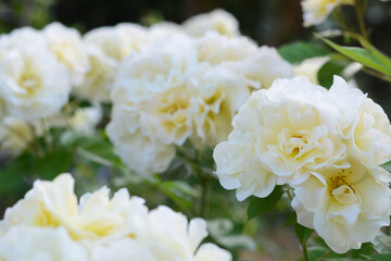 Beautiful white rose flowers blooming outdoors, closeup